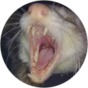 Dani Ferre profile picture